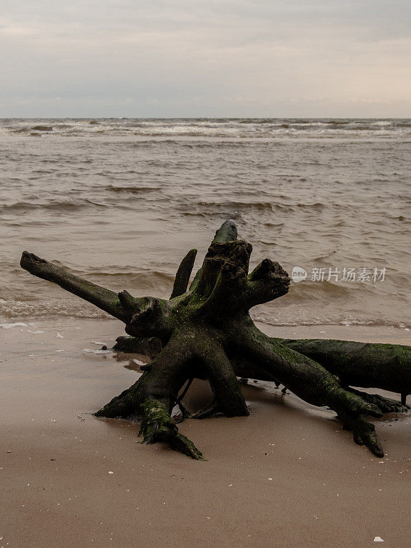 Echoes of Resilience: Coastal Charm of Downed Trees in Harmony with the Endless Sea